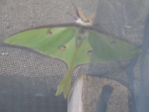 Luna Moth2
